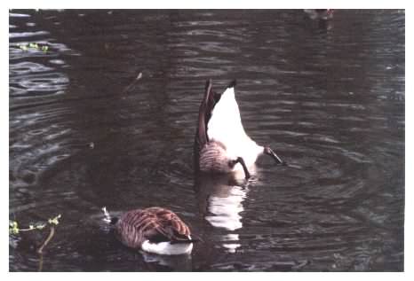 Canada Geese