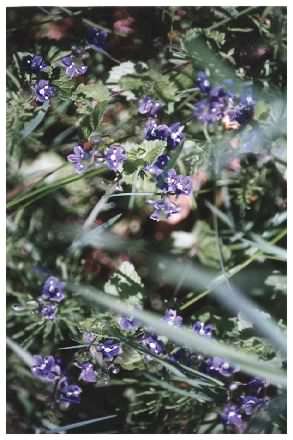 Germander Speedwell - Veronica chamaedrys