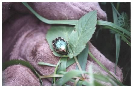 Scarab beetle