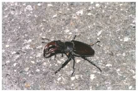 Stag beetle