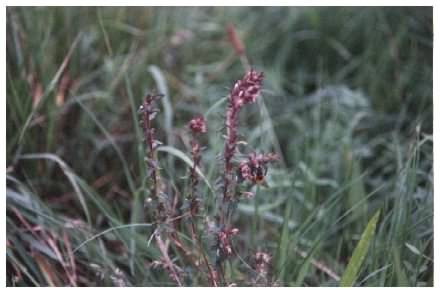 Red Bartsia