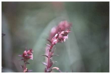 Red Bartsia