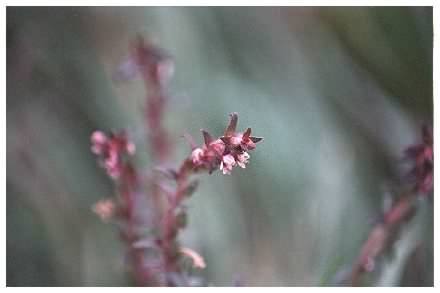 Red Bartsia