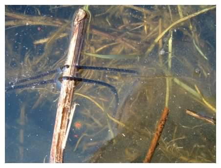 Toad Spawn