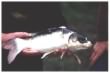 Koi Carp