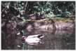 Mallard, Moorhen & chick
