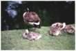 Goose and goslings