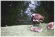 Goslings / Moorhen