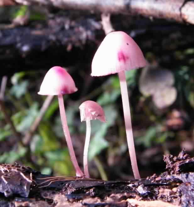 #16a Burgundydrop Bonnet Mycena haematopus ?