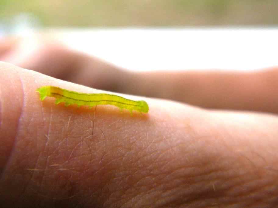 Unidentified wildlife