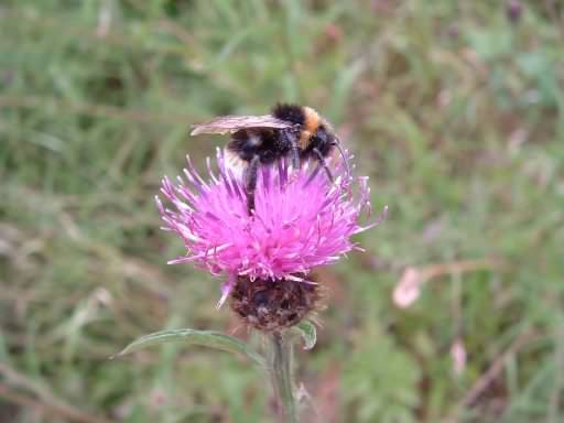 White Tailed Bumblebee - Bombus lucorum, click for a larger image