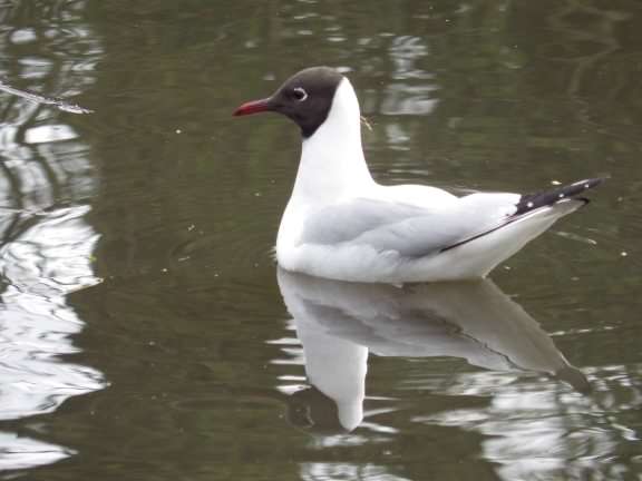 Black–headed Gull - Chroicocephalus ridibundus, species information page