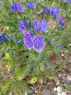 Purple Viper's Bugloss - Echium vulgare, click for a larger image