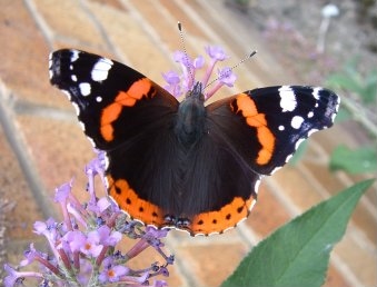 Red Admiral - Vanessa atalanta, species information page