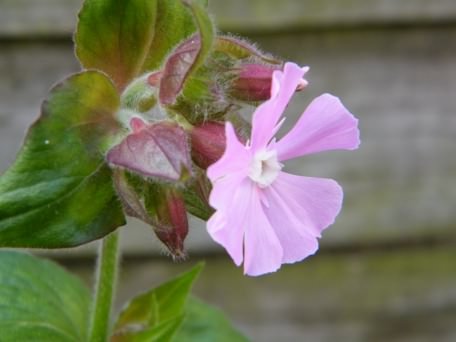 Red Campion - Silene dioica species information page
