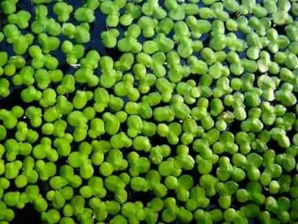 Common Duckweed - Lemma minor, click for a larger image, photo licensed for reuse CCASA3.0