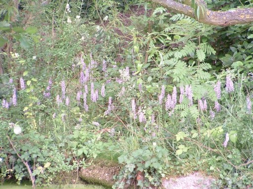 Common Spotted Orchid - Dactylorhiza fuchsii, species information page