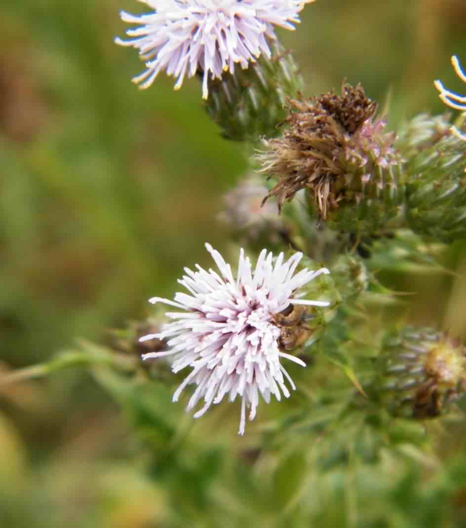 Creeping Thistle - Cirsium arvense, species information page