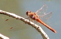 Common Darter - Sympetrum striolatum