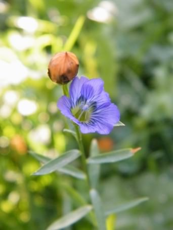 Flax - Linum usitatissimum, click for a larger image