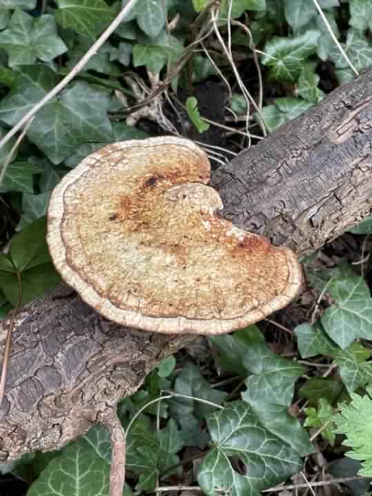 Blushing Bracket - Daedaleopsis confragosa, click for a larger image