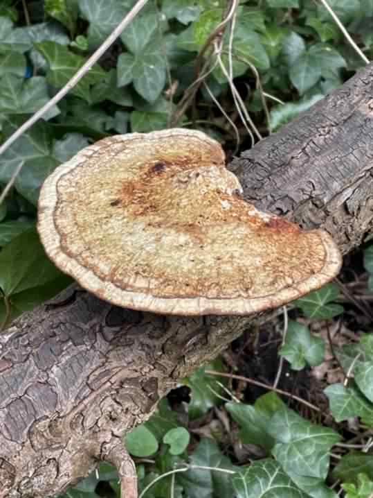 Blushing Bracket - Daedaleopsis confragosa, species information page