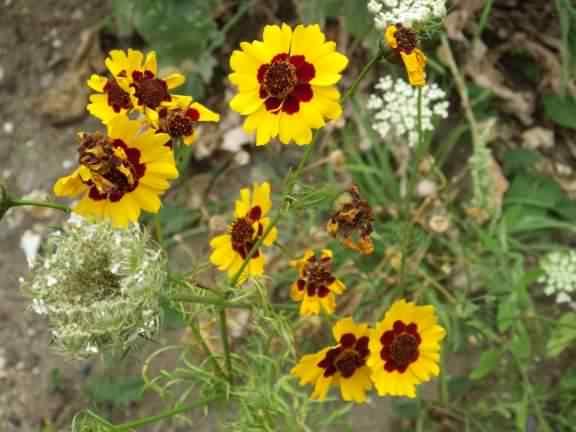 Golden Tickseed - Coreopsis tinctoria, species information page