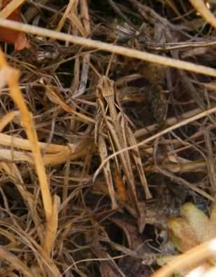 Common Field Grasshopper - Chorthippus brunneus, species information page