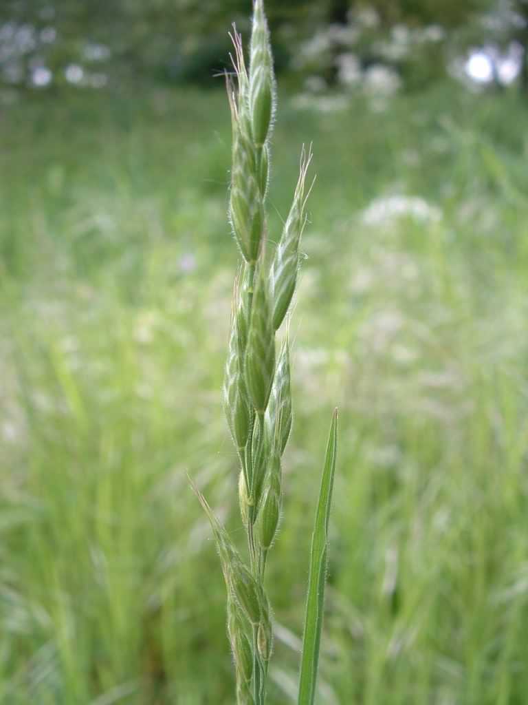 Soft Brome - Bromus hordeaceus ssp. hordeaceus, species information page