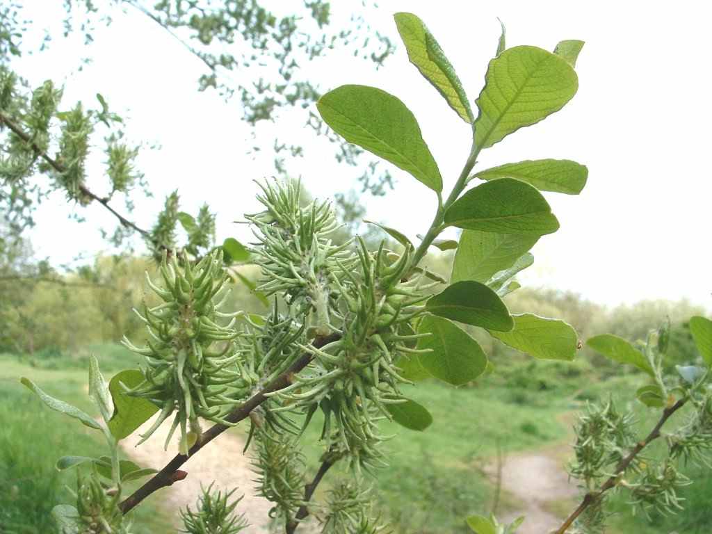 Goat Willow - Salix caprea ssp. caprea, species information page