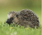 Harper Asprey Wildlife Rescue Harper Asprey Wildlife Rescue
