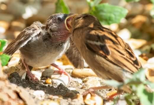 House Sparrow - Passer domesticus, click for a larger image, ©2020 Colin Varndell, used with permission