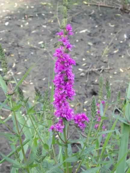 Purple Loosestrife - Lythrum salicaria species information page