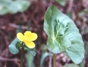 Marsh Marigold - Caltha palustris, species information page