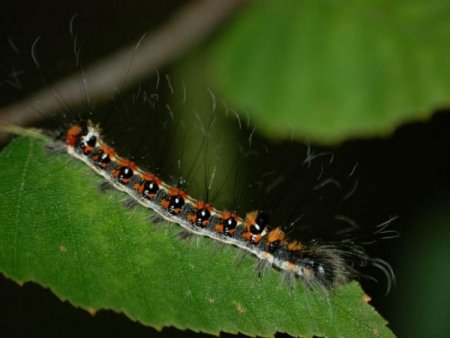 Grey Dagger - Acronicta psi, click for a larger image, photo licensed for reuse CCASA3.0