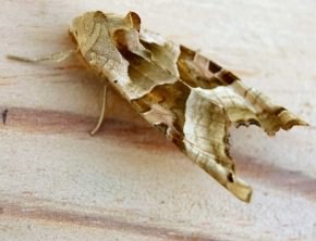 Angle Shades moth - Phlogophora meticulosa, click for a larger image, photo licensed for reuse ©2005 Entomart