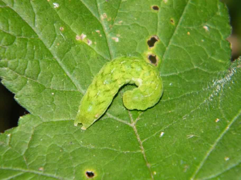 Angle Shades moth - Phlogophora meticulosa, click for a larger image