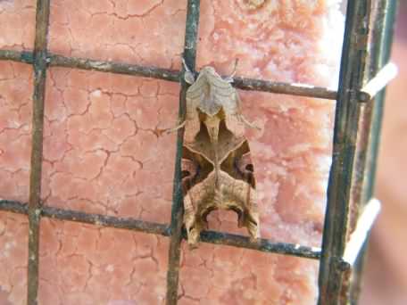 Angle Shades moth - Phlogophora meticulosa, click for a larger image