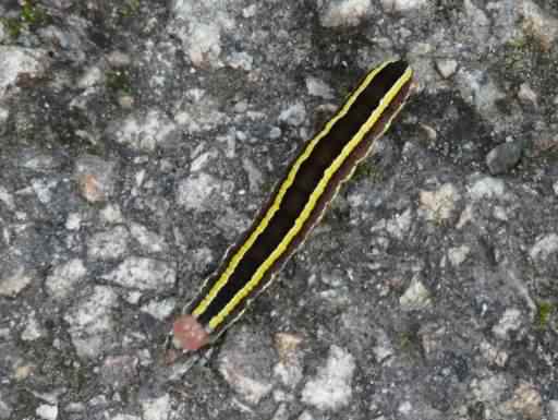 Broom moth - Melanchra pisi, click for a larger image, licensed for reuse CCBY3.0