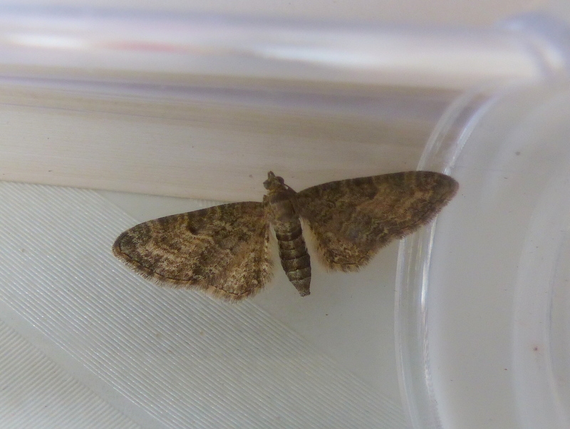 Common Pug moth - Eupithecia vulgata, click for a larger image, photo licensed for reuse CCA3.0