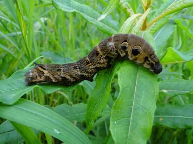 Elephant Hawk-moth - Deilephila elpenor, click for a larger image, licensed for reuse CCASA3.0