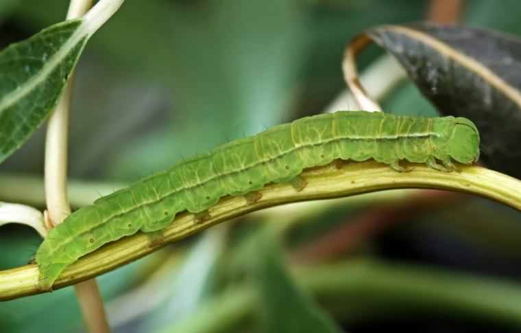 Herald - Scoliopteryx libatrix, click for a larger image, photo licensed for reuse ©2005 Entomart
