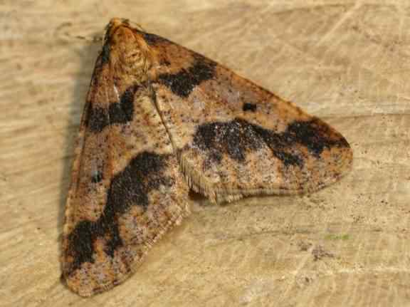 Mottled Umber - Erannis defoliaria, click for a larger image, photo licensed for reuse ©2005 Entomart