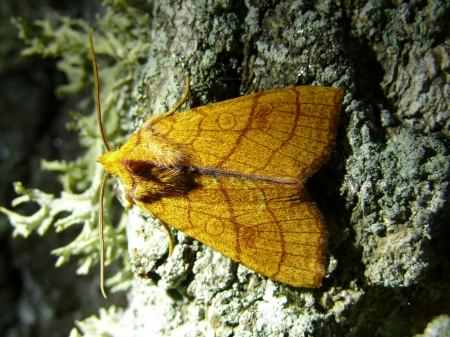 Orange Sallow - Tiliacea citrago, click for a larger image, photo licensed for reuse CCASA3.0
