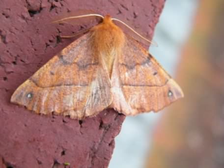 Orange Sallow - Tiliacea citrago, click for a larger image