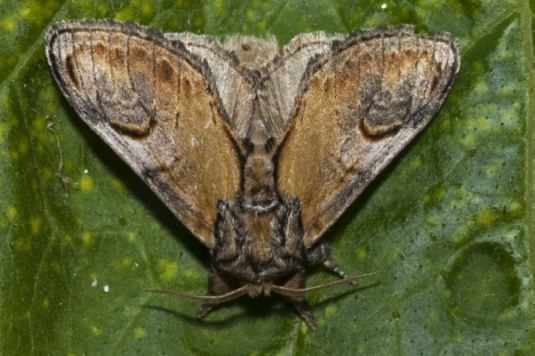 Pebble Prominent moth - Notodonta ziczac, click for a larger image, photo licensed for reuse CCASA2.5
