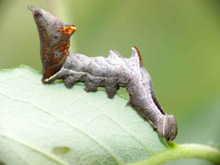 Pebble Prominent moth - Notodonta ziczac, click for a larger image, photo licensed for reuse CCASA3.0