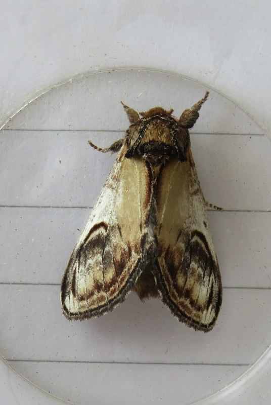 Pebble Prominent moth - Notodonta ziczac, click for a larger image, licensed for reuse CCA3.0