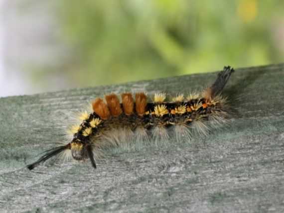 Scarce Vapourer - Orgyia recens, click for a larger image, photo licensed for reuse CCASA3.0