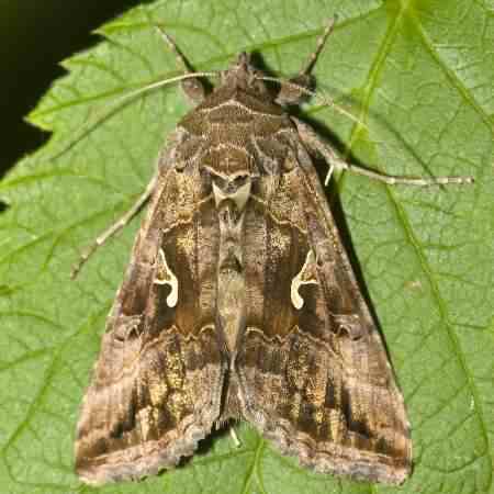 Silver Y - Autographa gamma, click for a larger image, photo licensed for reuse CCASA2.5